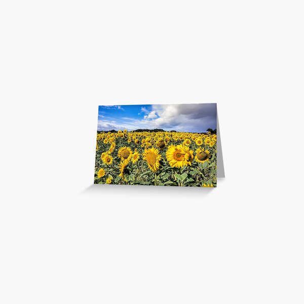 Field Of Sunflowers With A Blue Sky And Clouds Greeting Card