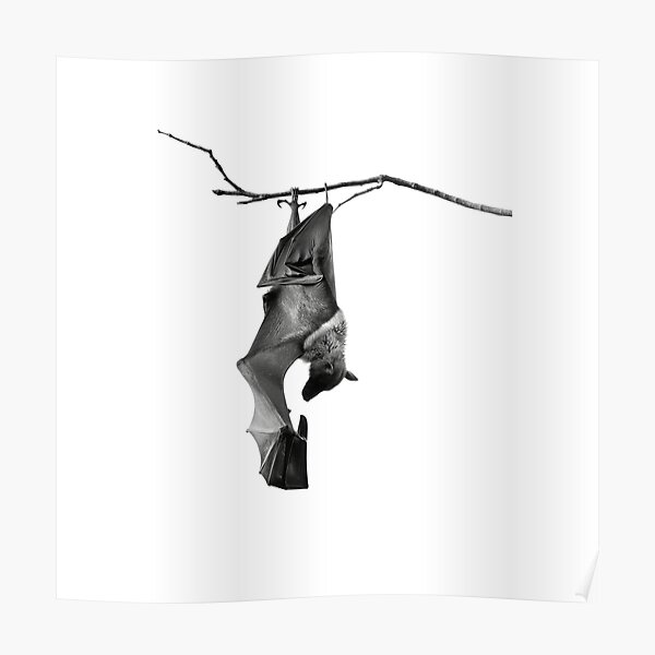 Batzilla the flying fox Poster