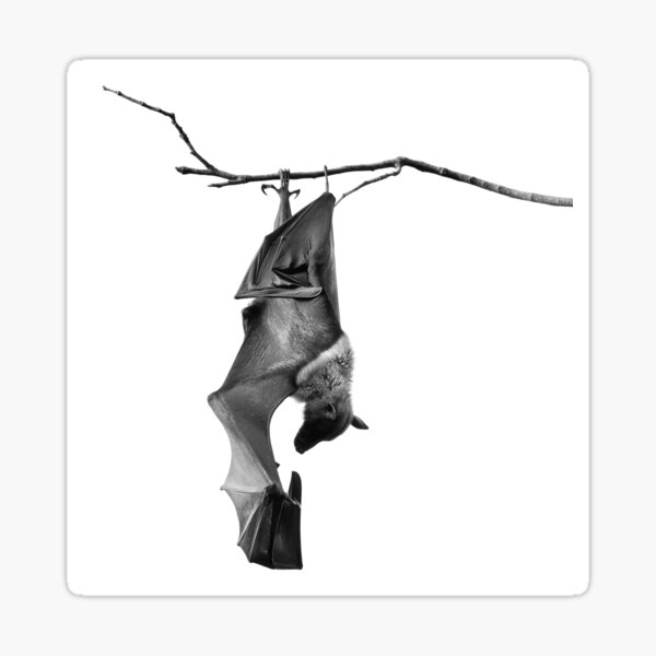 Batzilla the flying fox Sticker
