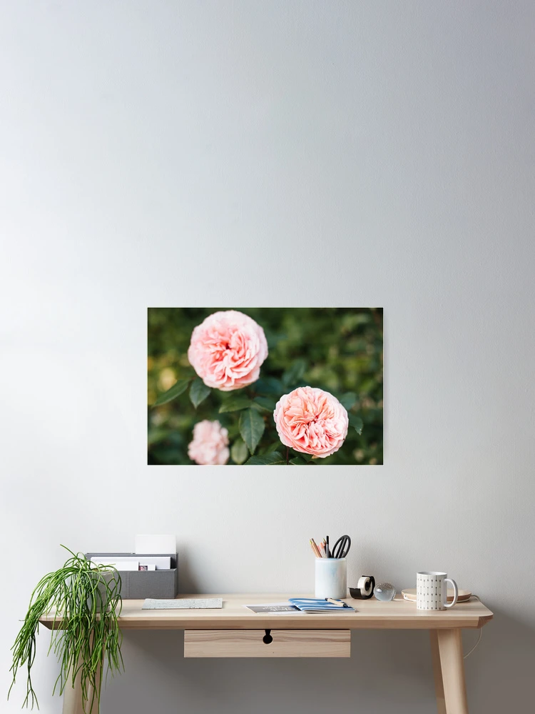 Thumbnail 2 of 3, Poster, English Roses designed and sold by hellotwiggs.