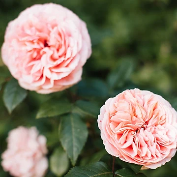 Artwork thumbnail, English Roses by hellotwiggs
