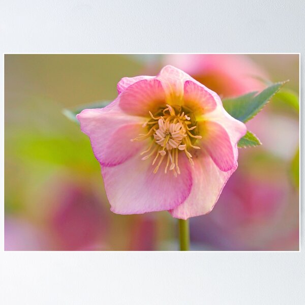 Aperçu de l'œuvre Hellebore créée et vendue par VBMatossy.