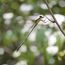 Dragonfly by Plichard Mickaël