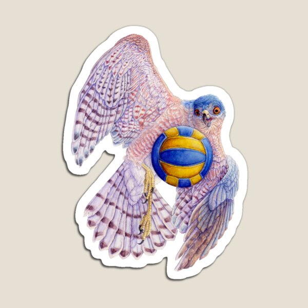 Volleyball Hawk #5 - Sharp-Shinned Hawk Magnet