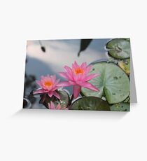 Water lilies, Kenilworth Aquatic Gardens Greeting Card