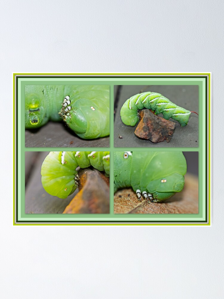 manduca singapore