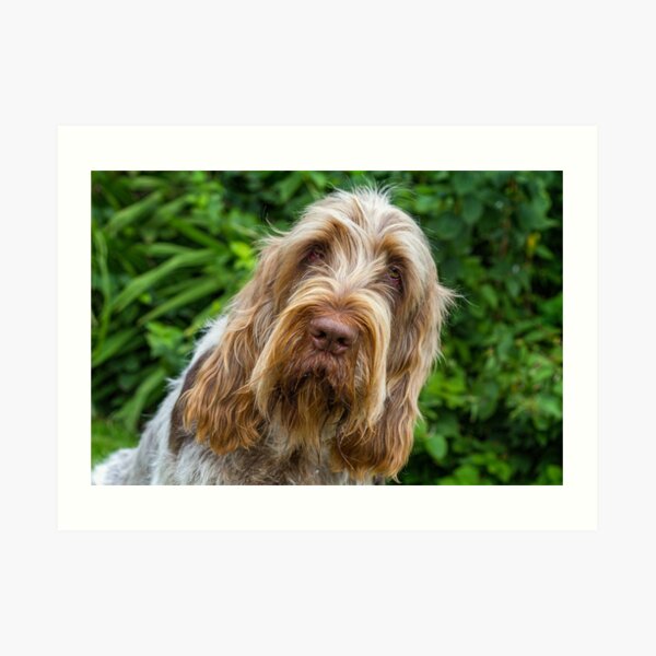 Shades of brown Spinone Art Print