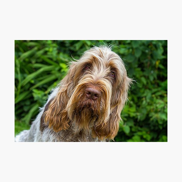 Shades of brown Spinone Photographic Print