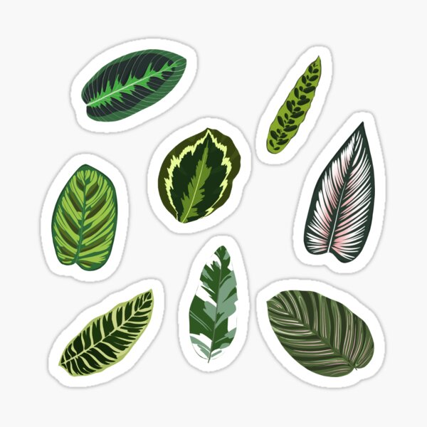 Item preview, Calathea Leaves designed and sold by LucAndLil.