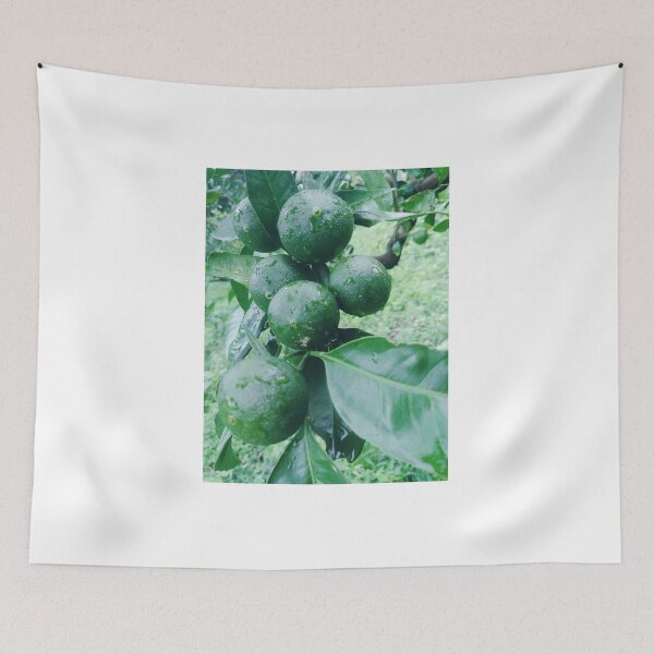 Item preview, Young citrus fruit in the rain. designed and sold by human8891.