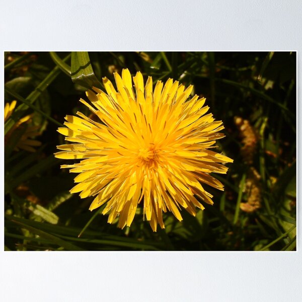 Item preview, Sunburst Dandelion designed and sold by Hypnogoria.