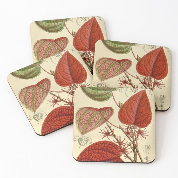 Item preview, Disanthus cercidifolia 143 8716 designed and sold by EsotericBotanic.