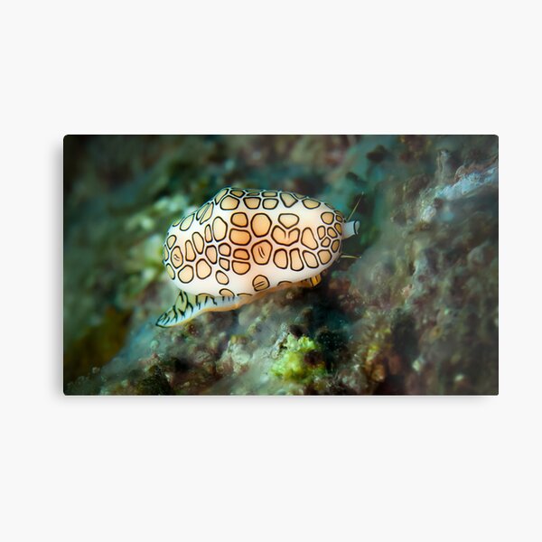 Nudibranch Metal Print