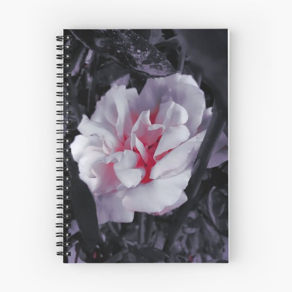 Item preview, White and Pink Rose Photo - Black Background designed and sold by veronicasbubble.