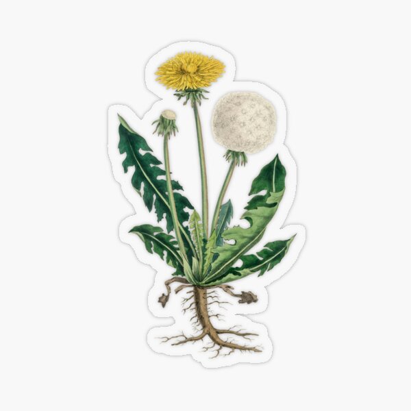 Sticker Sheet – Wildflowers, Watercolor Flower, Bullet Journal Stickers, Planner Stickers, Scrapbook Stickers,  Sticker for Sale by StickersShopin