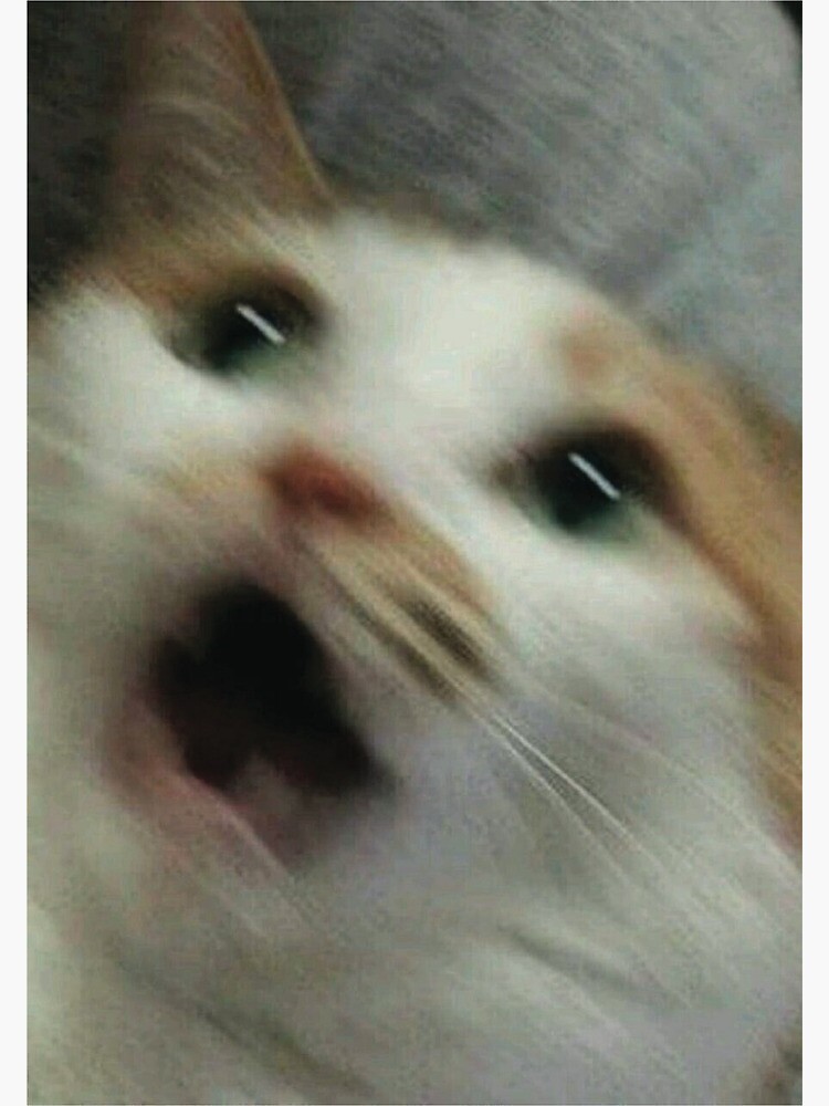 Scared Cat Meme - Imgflip