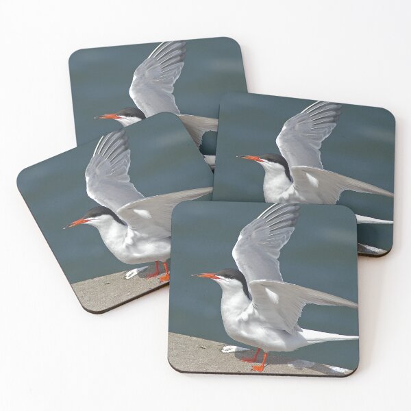 Item preview, Common Tern designed and sold by Jon Lees.