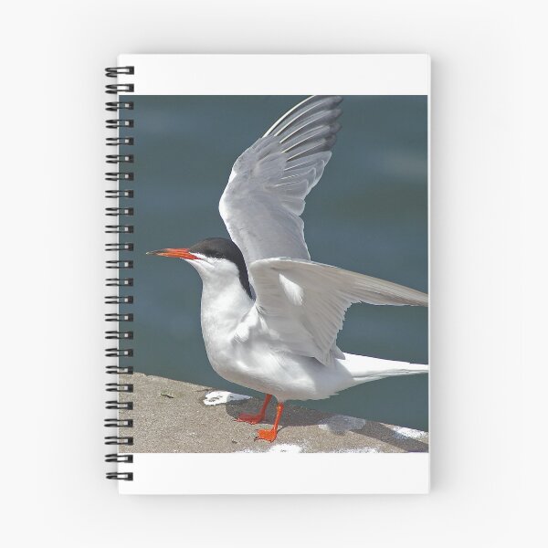 Item preview, Common Tern designed and sold by Jon Lees.