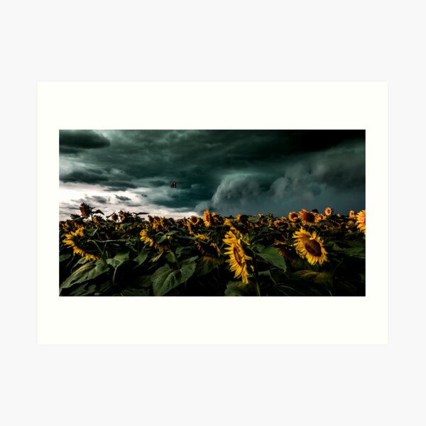 Summer Storm Over Sunflowers Art Print
