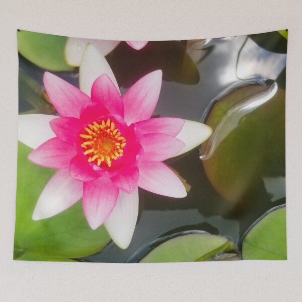 Item preview, Lotus flower in pond designed and sold by fourleafphotos.