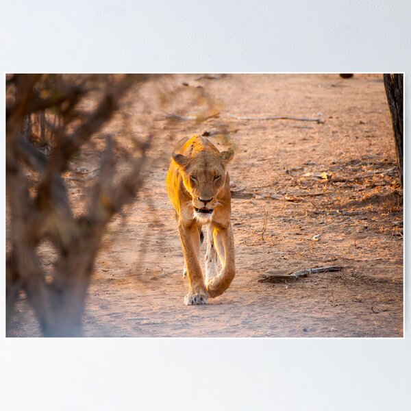 Item preview, Lion Female designed and sold by Clive S.