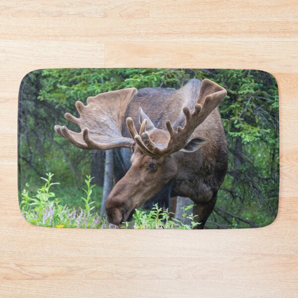 Item preview, Wild Male Moose with Antlers in Alaska designed and sold by SafariByMarisa.