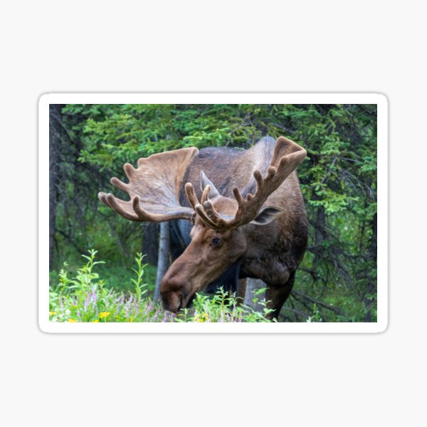Artikel-Vorschau von Wilder männlicher Elch mit Geweih in Alaska, designt und verkauft von SafariByMarisa.
