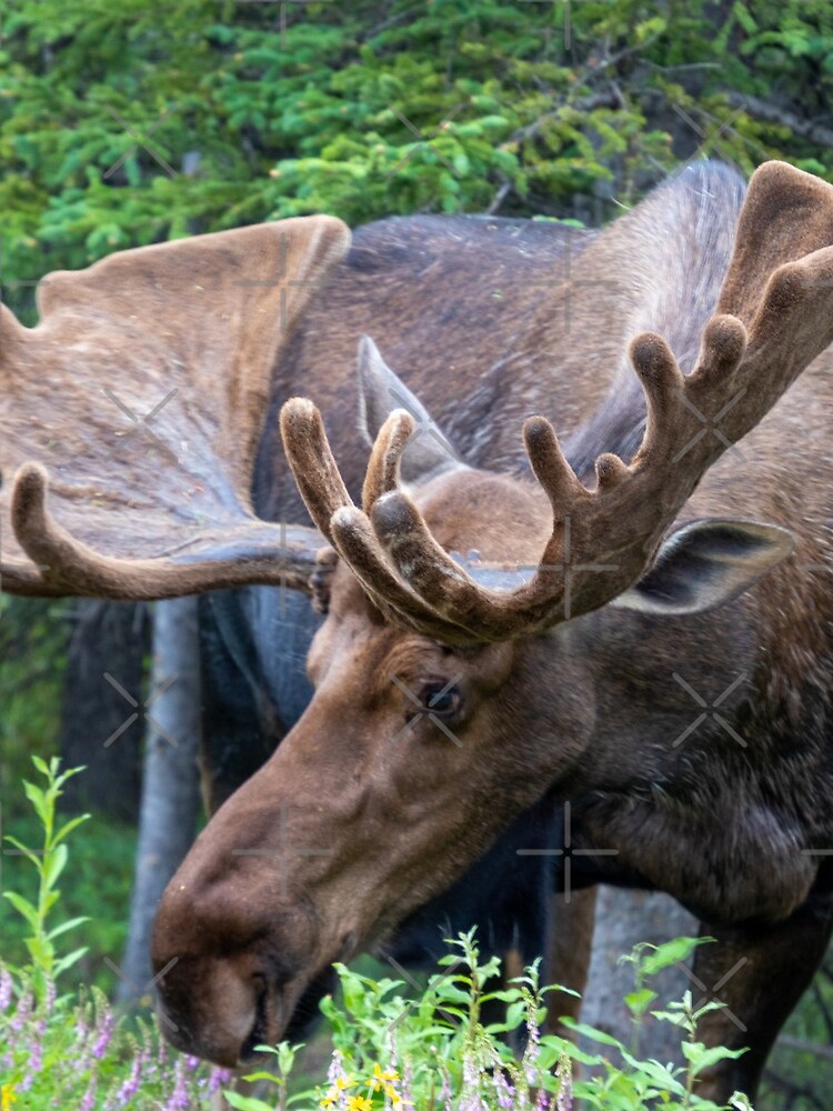 Moose hoodie 2025 with antlers