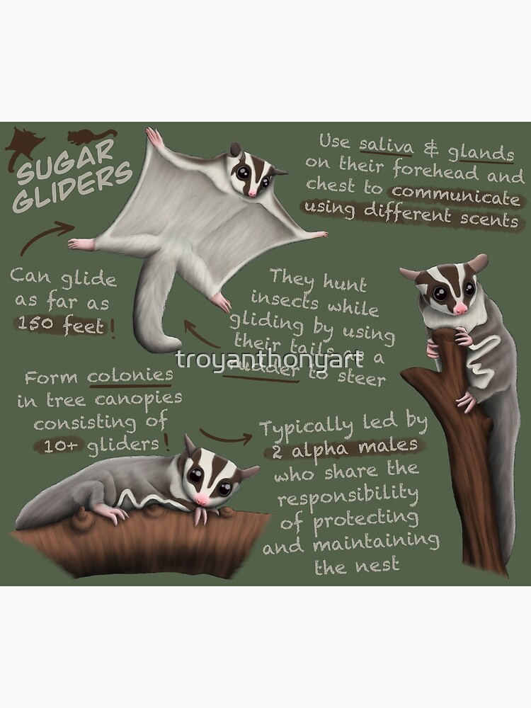 "Sugar Gliders Fun Facts" Poster by troyanthonyart Redbubble