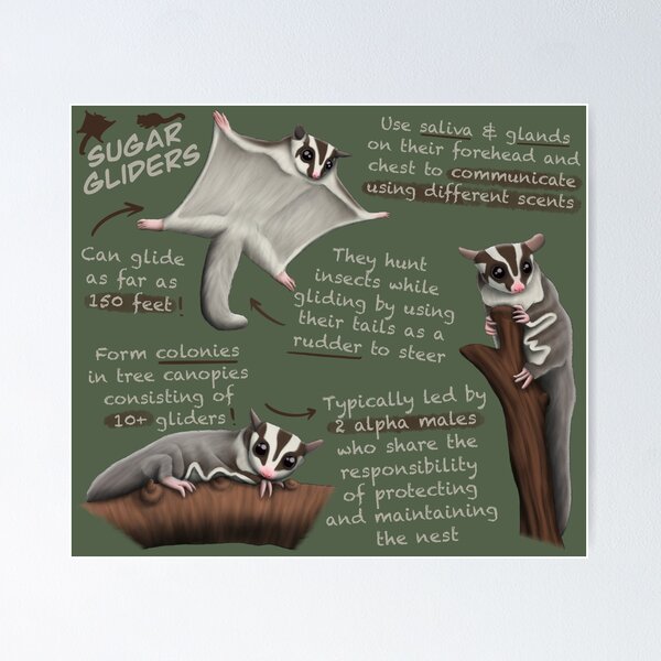 Item preview, Sugar Gliders Fun Facts designed and sold by troyanthonyart.