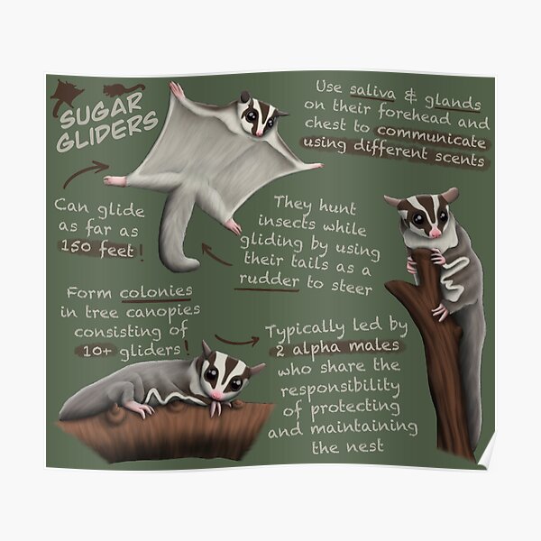 "Sugar Gliders Fun Facts" Poster by troyanthonyart Redbubble