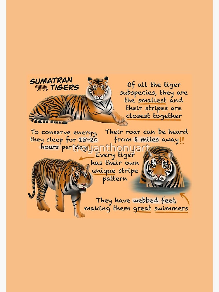 "Sumatran Tigers Fun Facts" Spiral Notebook for Sale by troyanthonyart