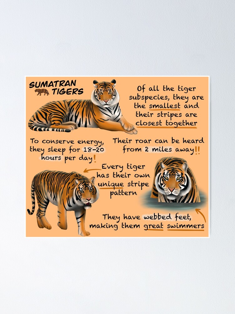 Sumatran Tigers Fun Facts Poster For Sale By Troyanthonyart Redbubble