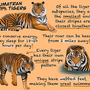 Bengal Tiger Fun Facts Art Board Print for Sale by KyleNesas