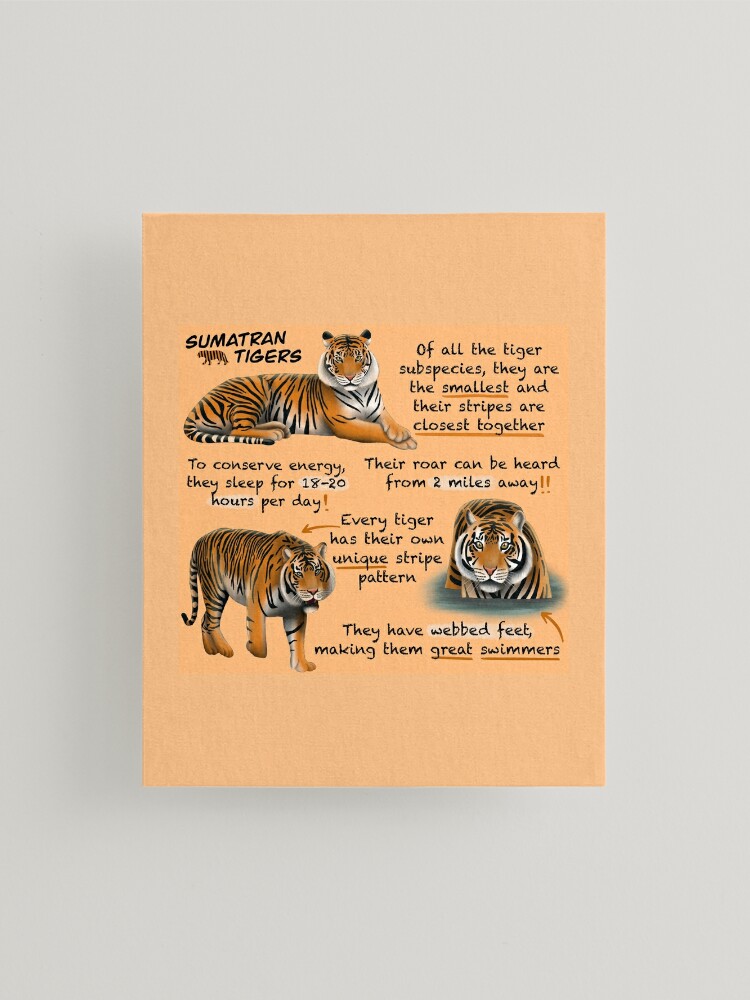 Bengal Tiger Fun Facts Art Board Print for Sale by KyleNesas