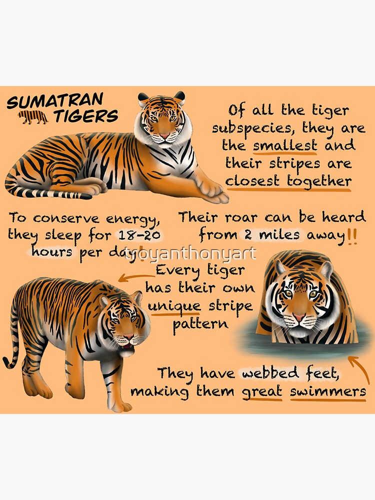 95 Random Facts About Tigers You Probably Should Know