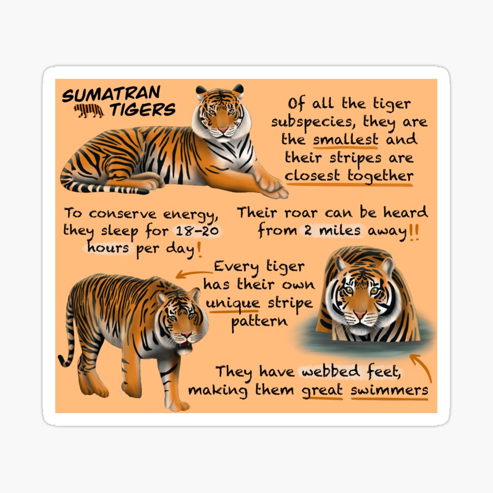 Tiger Facts