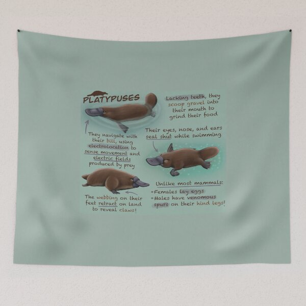 Item preview, Platypuses Fun Facts designed and sold by troyanthonyart.