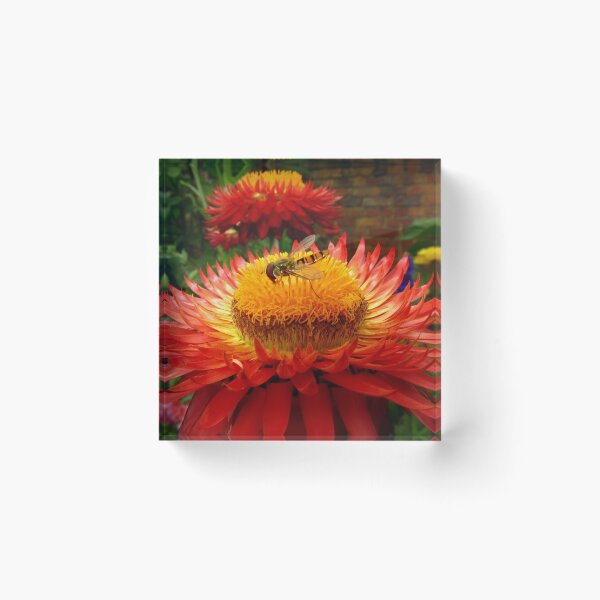 Item preview, The Nectar King designed and sold by ThePictureMan.