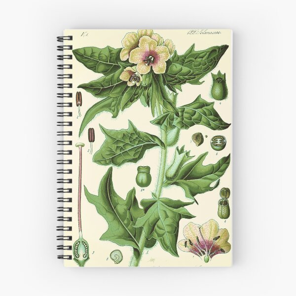 Item preview, hyoscyamus niger (black henbane or stinking nightshade) - Vintage botanical illustration designed and sold by DejaVuStudio.