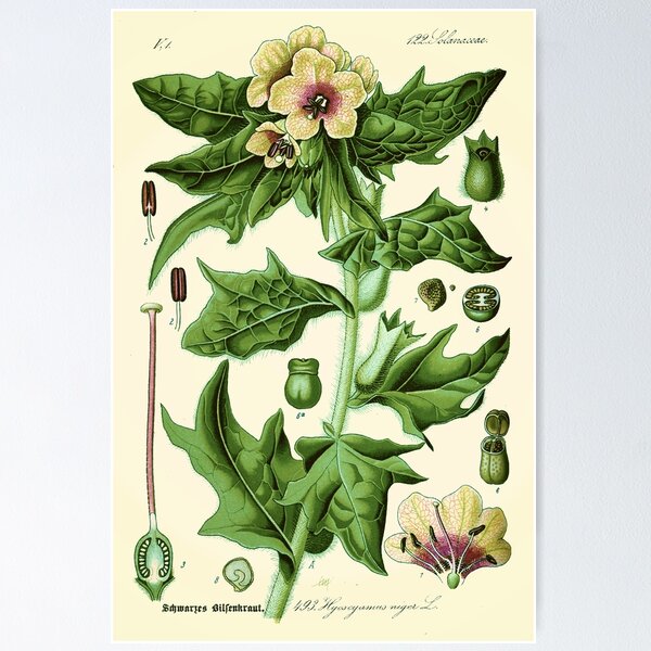 Item preview, hyoscyamus niger (black henbane or stinking nightshade) - Vintage botanical illustration designed and sold by DejaVuStudio.