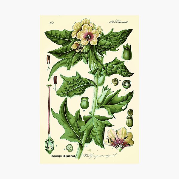 hyoscyamus niger (black henbane or stinking nightshade) - Vintage botanical illustration Photographic Print