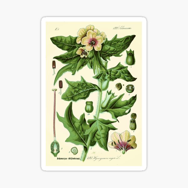 Item preview, hyoscyamus niger (black henbane or stinking nightshade) - Vintage botanical illustration designed and sold by DejaVuStudio.
