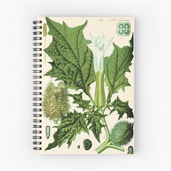 Item preview, Datura stramonium (thorn apple - jimson weed or devil s snare) - Vintage botanical illustration designed and sold by DejaVuStudio.