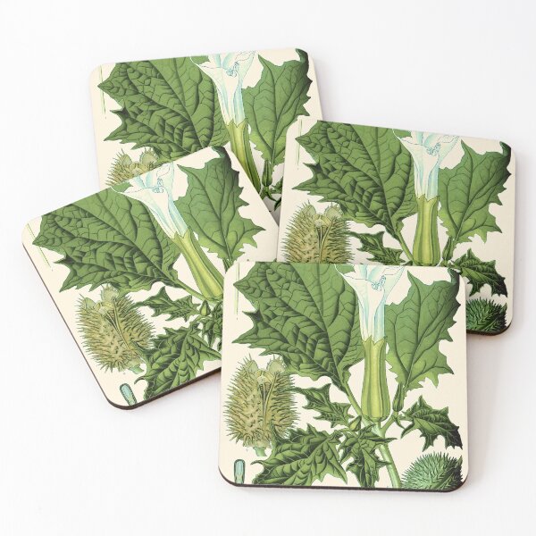 Item preview, Datura stramonium (thorn apple - jimson weed or devil s snare) - Vintage botanical illustration designed and sold by DejaVuStudio.
