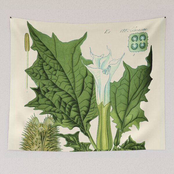 Item preview, Datura stramonium (thorn apple - jimson weed or devil s snare) - Vintage botanical illustration designed and sold by DejaVuStudio.