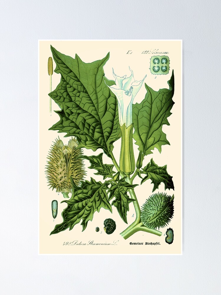 Poster Datura Stramonium Espina De Manzana Hierba De Jimson O Trampa Del Diablo Ilustracion Botanica Vintage De Dejavustudio Redbubble
