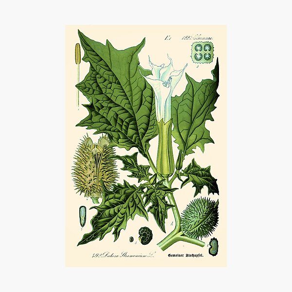 Datura stramonium (thorn apple - jimson weed or devil s snare) - Vintage botanical illustration Photographic Print