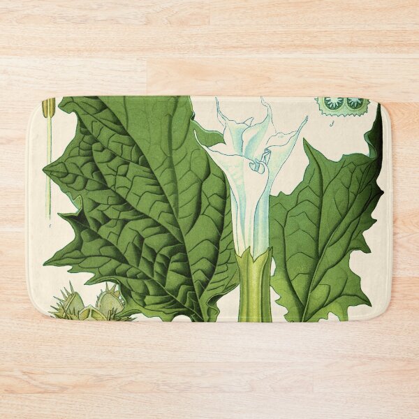 Item preview, Datura stramonium (thorn apple - jimson weed or devil s snare) - Vintage botanical illustration designed and sold by DejaVuStudio.