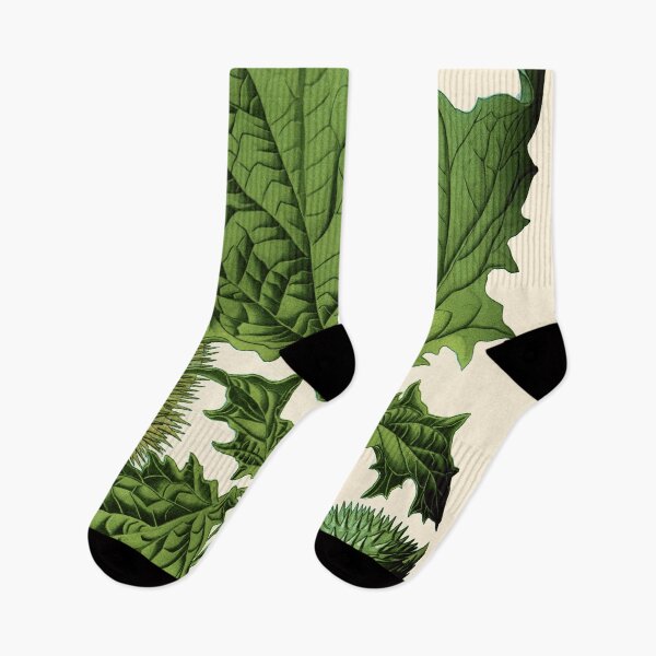 Item preview, Datura stramonium (thorn apple - jimson weed or devil s snare) - Vintage botanical illustration designed and sold by DejaVuStudio.